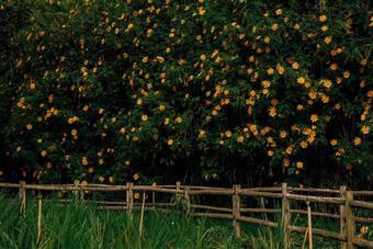 Đà Lạt mùa đẹp nhất trong năm: Lạc lối giữa sắc vàng của hoa dã quỳ, Gen Z tha hồ sống ảo
