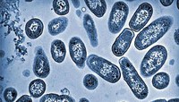 Australia mở cuộc điều tra đợt lây nhiễm vi khuẩn Salmonella