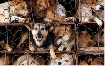 Phần lớn người Việt không đồng tình với việc buôn bán thịt chó, mèo