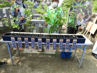 Bất ngờ với kết quả trồng rừng theo phương pháp Miyawaki ở Nhật Bản