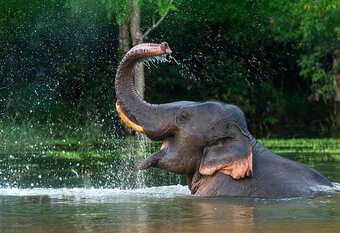 Loài voi có thể là ''chìa khóa'' để cứu Trái Đất
