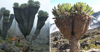 Bí ẩn về loài cây có từ thời tiền sử vẫn ''sống khỏe'' tại châu Phi