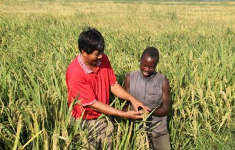 Lúa lai được coi là chìa khóa giúp xóa đói tại khu vực châu Phi