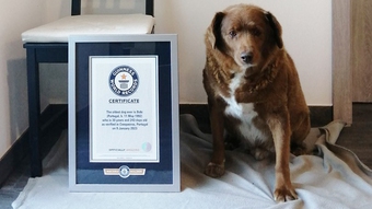 ''Cụ'' chó cao tuổi nhất thế giới