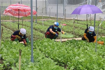 Tiền Giang: Hợp tác xã liên kết giải quyết đầu ra cho nông sản