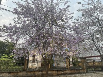 Ngất ngây trước vẻ đẹp Điện Biên mùa hoa ban nở lung linh nhất trong năm