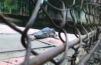 Lo đàn cá sấu sổng chuồng trong công viên lớn nhất Nghệ An