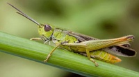 Giáo viên khuyên học sinh ăn bọ để bảo vệ môi trường