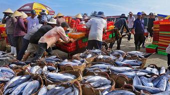Kiến nghị tháo gỡ bất cập về cấp Giấy xác nhận nguyên liệu hải sản xuất khẩu