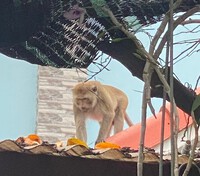 Khỉ đuôi dài quý hiếm thường xuyên "đại náo" khu dân cư ở TPHCM