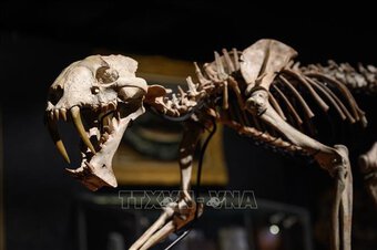 Trưng bày bản sao bộ xương hóa thạch của loài khủng long khổng lồ tại London