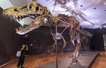 Bộ xương hóa thạch khủng long T-Rex được bán với giá 6 triệu USD