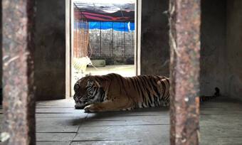 Cứu hộ 6 con hổ ở Thái Nguyên