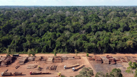 Cuộc chiến “giải cứu” rừng Amazon: Hy vọng mang tên Lula