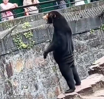 Tranh cãi chú gấu trong sở thú đứng bằng 2 chân, vẫy tay ''như người''