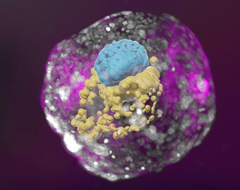 Thành công trong phát triển mô hình phôi người từ tế bào gốc