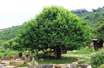 Yên Bái: Huyền tích những cây chè cổ thụ trên đỉnh Suối Giàng