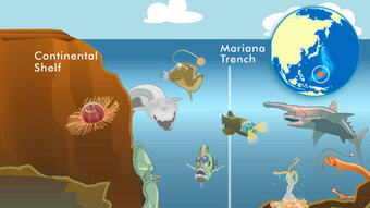 Bí ẩn về hiện tượng rãnh Mariana nuốt chửng 3 tỷ tấn nước biển mỗi năm