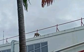 Bắt được khỉ hoang tấn công nhiều người ở Vĩnh Long sau 4 giờ truy đuổi