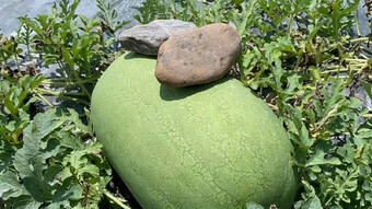 Kỳ lạ lão nông cứ trồng dưa hấu là đặt hòn đá lên trên và lý giải bất ngờ