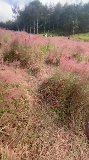 Đồi cỏ lau hồng ở Đà Lạt hoang tàn sau một thời gian du khách ghé tới chụp ảnh "sống ảo"