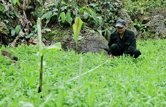 Truy tìm chủ nhân 3.800 cây thuốc phiện trồng giữa rừng sâu