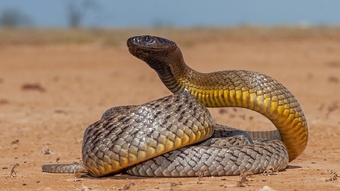 Loài rắn độc nhất hành tinh, mỗi vết cắn đủ làm tử vong 100 người
