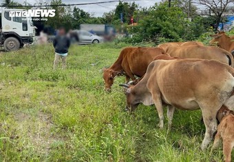 12 con bò bị kẻ lạ mặt lùa đi trong đêm ở TP Huế
