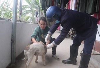 Chó dại chạy vào trường học, tấn công 14 người ở Quảng Ninh