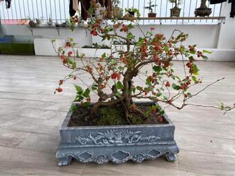 Mốt chơi bonsai dâu tằm đang sốt, có nên đem dâu tằm về trồng? Tại sao người xưa sợ trồng dâu tằm trước nhà?