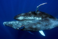 Lần đầu chụp được cảnh tượng chưa từng thấy của cá voi lưng gù