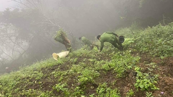 Phát hiện điểm trồng 500 cây thuốc phiện trên núi cao