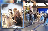 100 con chó xổng chuồng, gây hỗn loạn trung tâm mua sắm Trung Quốc