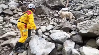 Chú chó cứu hộ trong động đất Đài Loan khiến nhiều trái tim loạn nhịp
