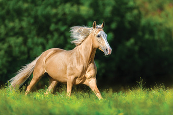 Xôn xao thông tin ngựa Akhal-Teke xuất hiện tại Việt Nam: Giống ngựa quý hiếm, đắt đỏ bậc nhất hành tinh khiến giới siêu giàu khao khát