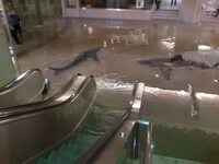 Ngập lụt kinh hoàng tại Dubai: Thực hư cảnh tượng cá mập bơi tung tăng trong trung tâm thương mại