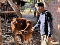 Yêu cầu kiểm điểm vụ cấp 29 con bò sai quy định ở Kon Tum