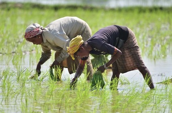 Giá gạo xuất khẩu của Ấn Độ chạm ''đáy'' trong gần ba tháng do nhu cầu yếu