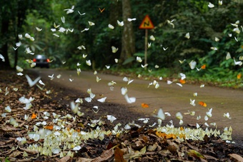 Cảnh tượng đẹp sững sờ tại rừng Cúc Phương mùa săn bướm
