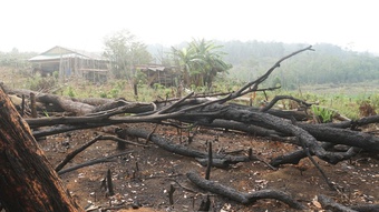 Tin mới vụ Trạm phó quản lý bảo vệ rừng bị đánh nhập viện