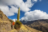 Puya Raimondii: "Nữ hoàng dãy Andes", 100 năm mới nở hoa một lần!