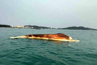 Xác cá voi 10 tấn dạt vào bãi biển Cô Tô