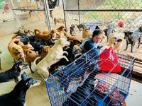 Nữ diễn viên lập mái ấm 1000m2 nuôi 400 con chó bị bỏ rơi, bệnh tật