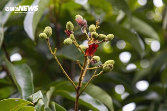 Mùa vải buồn ở Bắc Giang, mất nghìn tỷ đồng vì cây ‘chột’ hoa