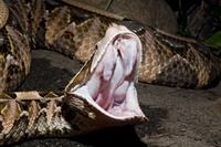Loài rắn độc nhất sẽ ''vượt biên'' sang Đông Nam Á vì biến đổi khí hậu