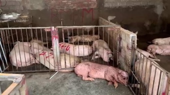 Phát hiện hơn 4.000 kg thịt lợn có triệu chứng nhiễm bệnh tại Tam Đảo