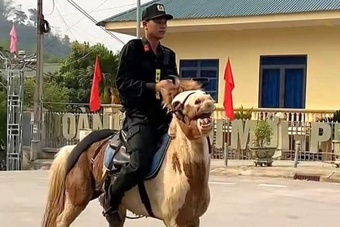 Tìm ra thông tin chú ngựa ''Út Ngáo'' nổi tiếng ở Điện Biên
