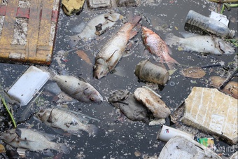 Sau mưa đầu mùa, cá chết nổi đầy kênh Nhiêu Lộc - Thị Nghè